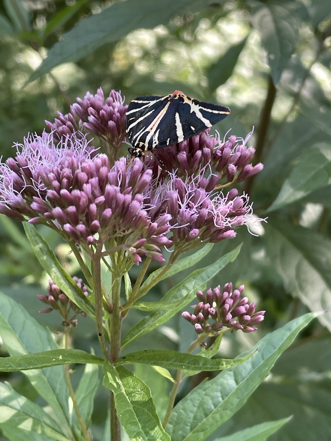 Russischer Bär / Foto: Astrid S.