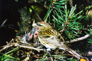 Abb. 1 Alpenbirkenzeisig, Erzgebirge