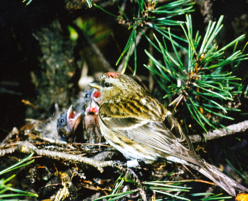 Abb. 1 Alpenbirkenzeisig, Erzgebirge