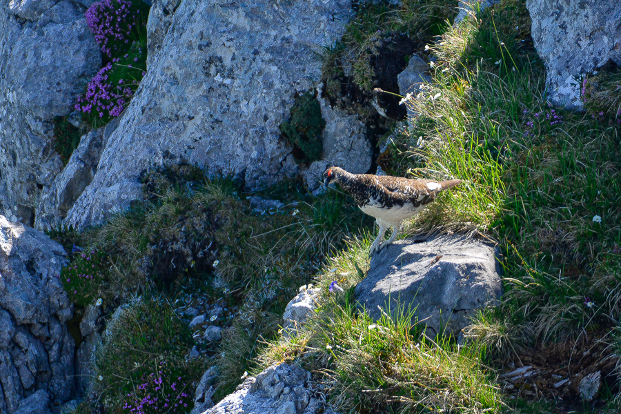 Alpenschneehuhn, Wanderung Stockhorn / Foto: Marcel Weidenfeller