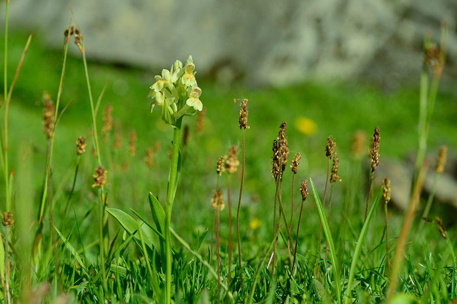 Holunder-Knabenkraut, Wanderung zum Iffigsee / Foto: Marcel Weidenfeller
